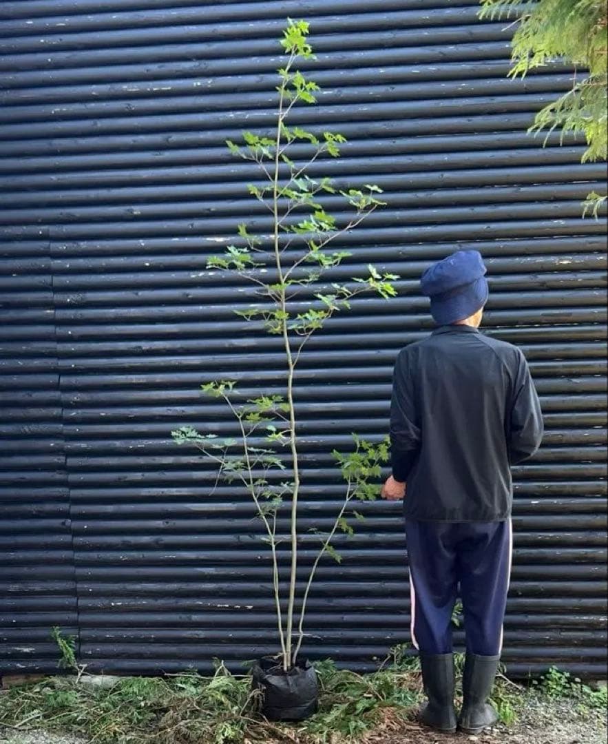 山採り天然　コハウチワカエデ　3本株立ち