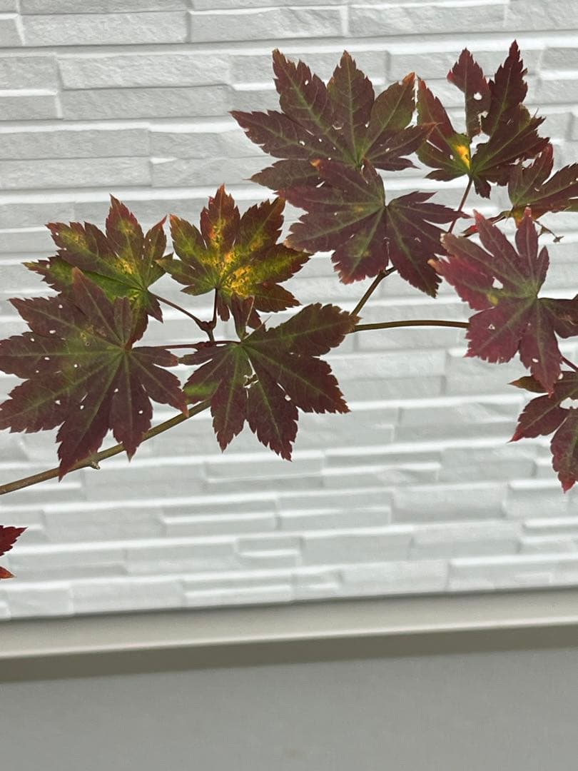 山採り天然　コハウチワカエデ　3本株立ち