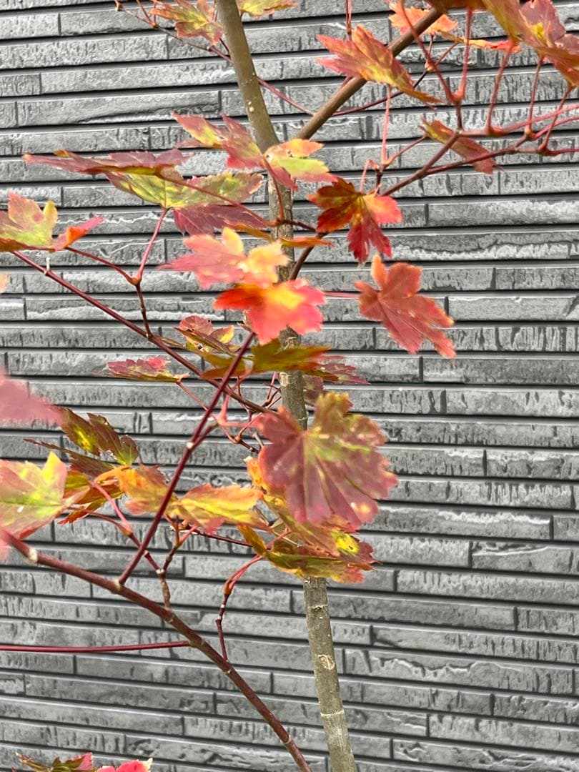 山採り天然　コハウチワカエデ　3本株立ち