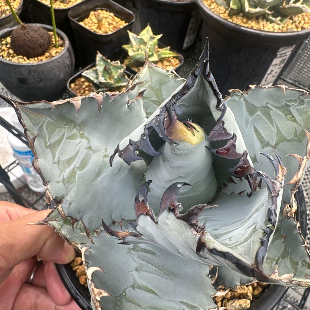 カクタスグリーン　ビースト