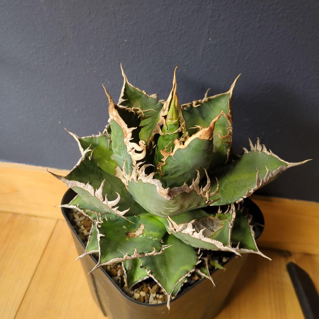 アガベ 海王　大株1/1撮影