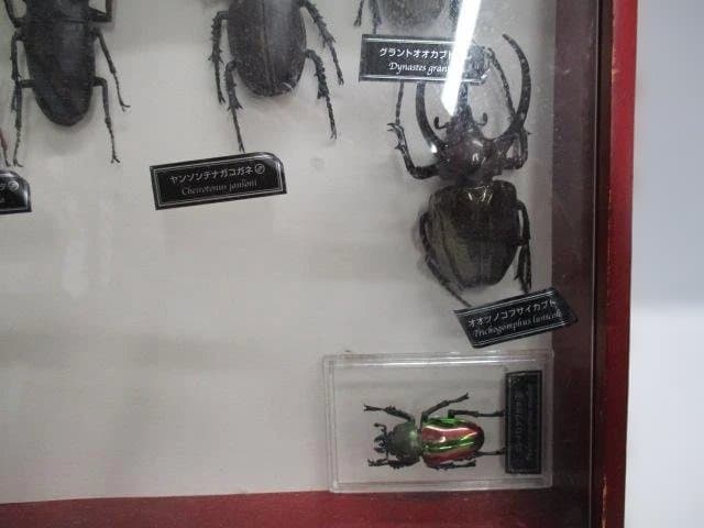 【中古品】昆虫標本　カブトムシ・クワガタ　まとめ売り