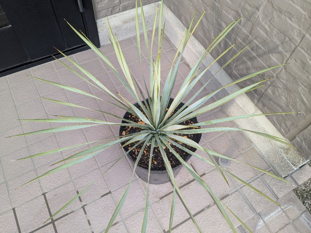 ユッカロストラータ 2023.5播種 国内実生2株セットNo.25