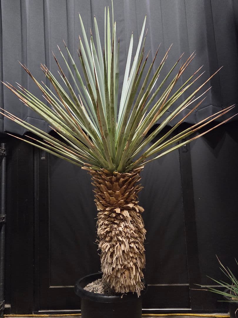 ユッカリギダ 太株 (へ) 曲がり株 子株付き