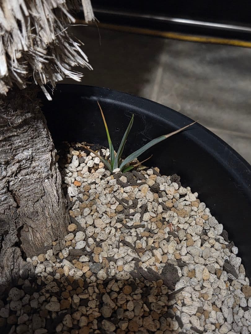 ユッカリギダ 太株 (へ) 曲がり株 子株付き