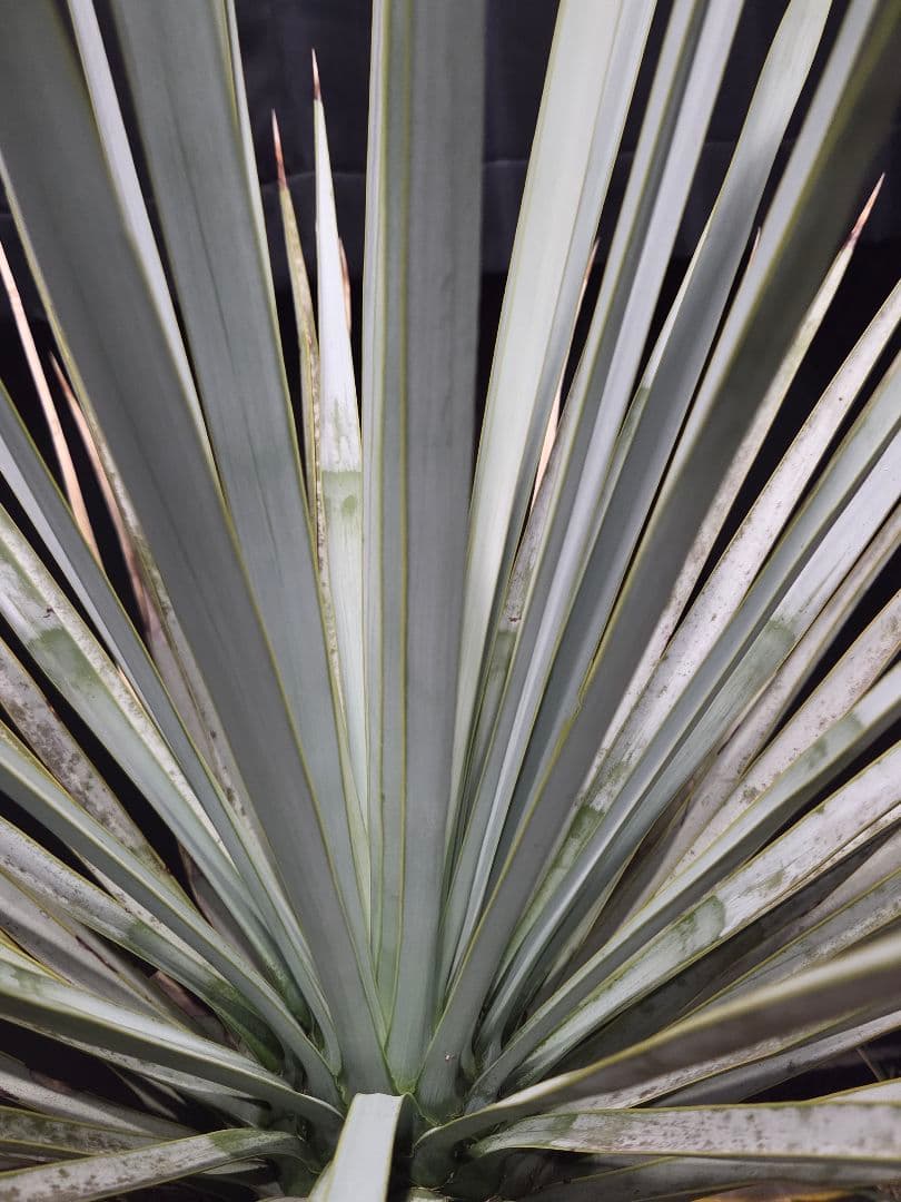 ユッカリギダ 太株 (へ) 曲がり株 子株付き