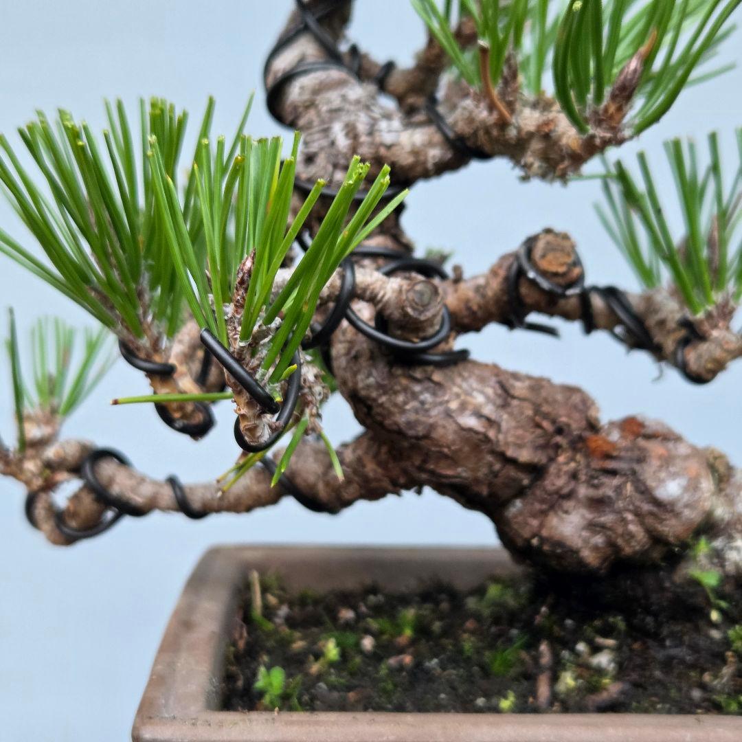 黒松　[模様木]　小品盆栽素材