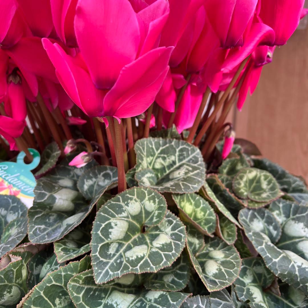 特大　シクラメン　８号　ピンク　ボリューム満点です^ ^