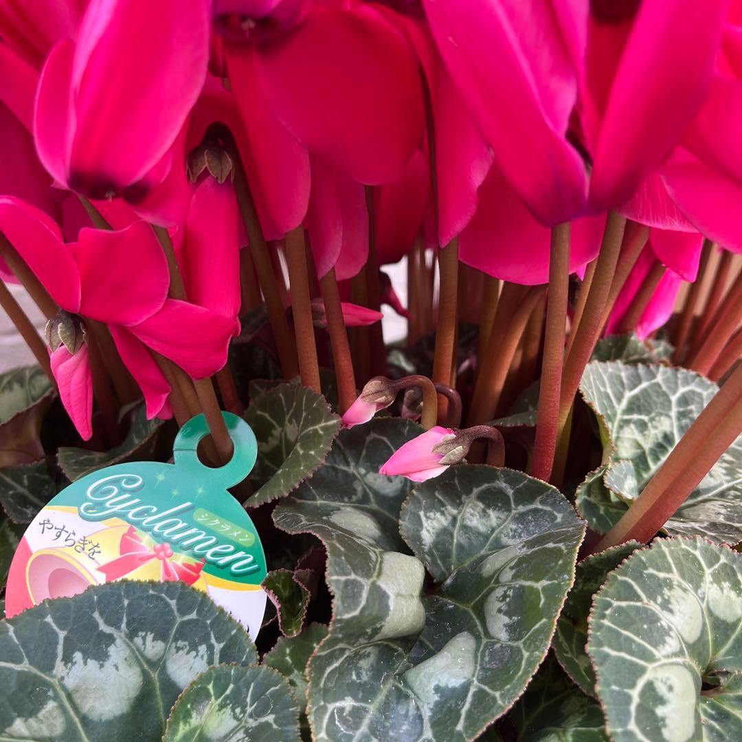 特大　シクラメン　８号　ピンク　ボリューム満点です^ ^