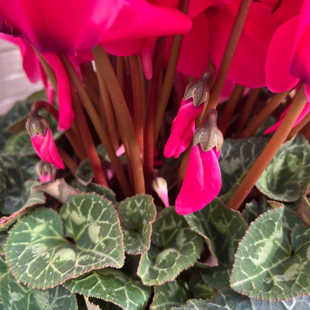 特大　シクラメン　８号　ピンク　ボリューム満点です^ ^