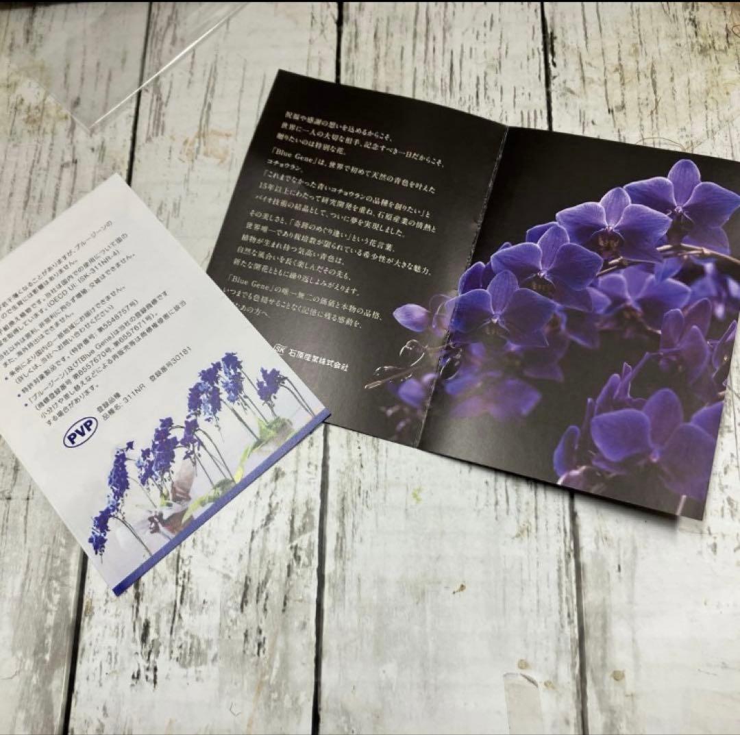 ①正規品　希少品種　胡蝶蘭　コチョウラン　ファレノプシス　ブルージーン　パープル