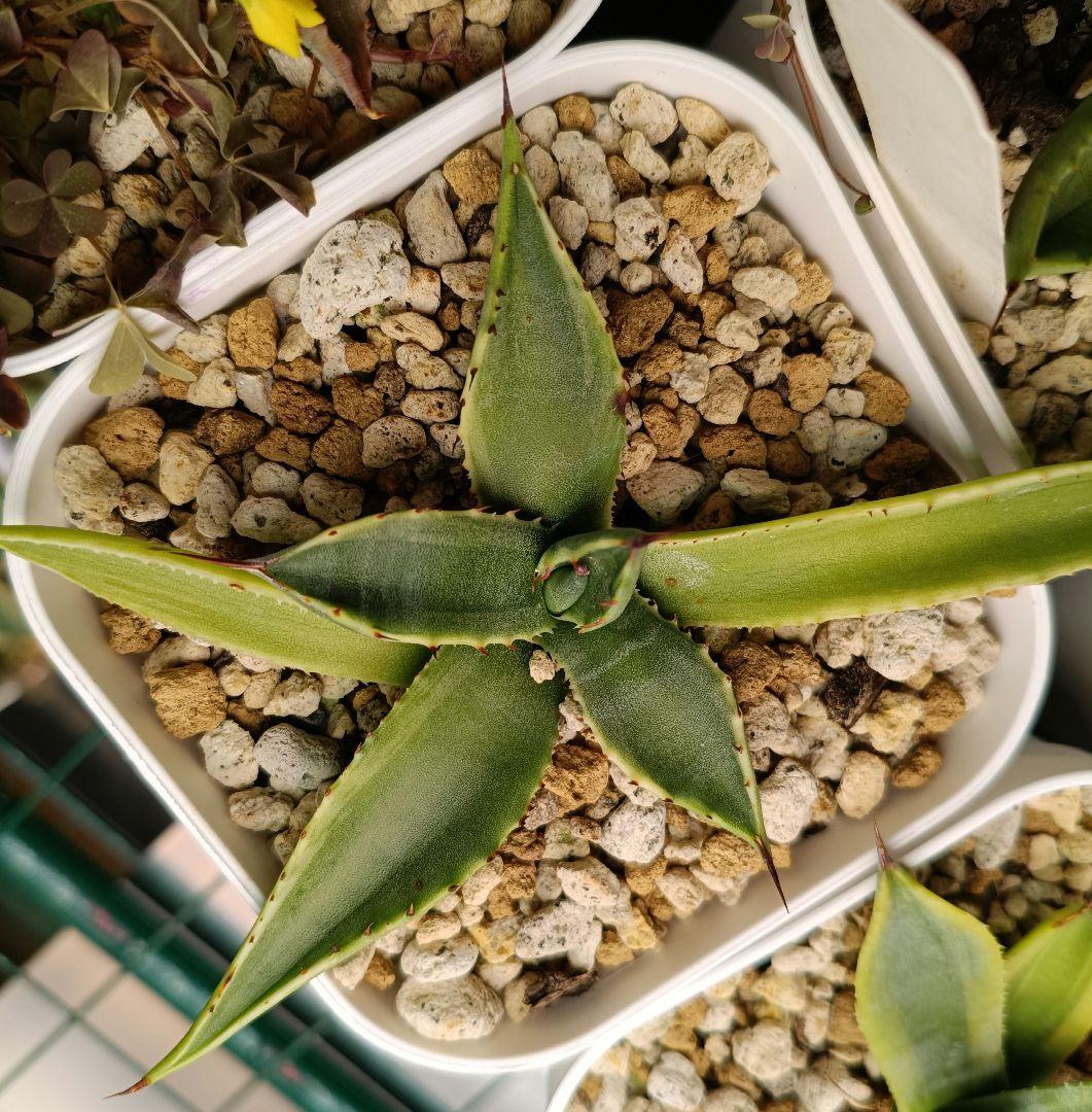 専用　フェロックス　斑入り　パリー　トランカータ　オバティフォリア　パラサナ