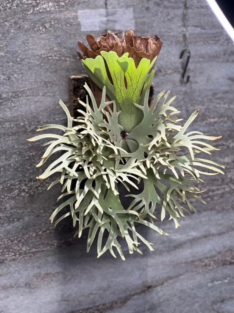 ビカクシダ Yellow moon dwarf Totoro sporeling[M-60]