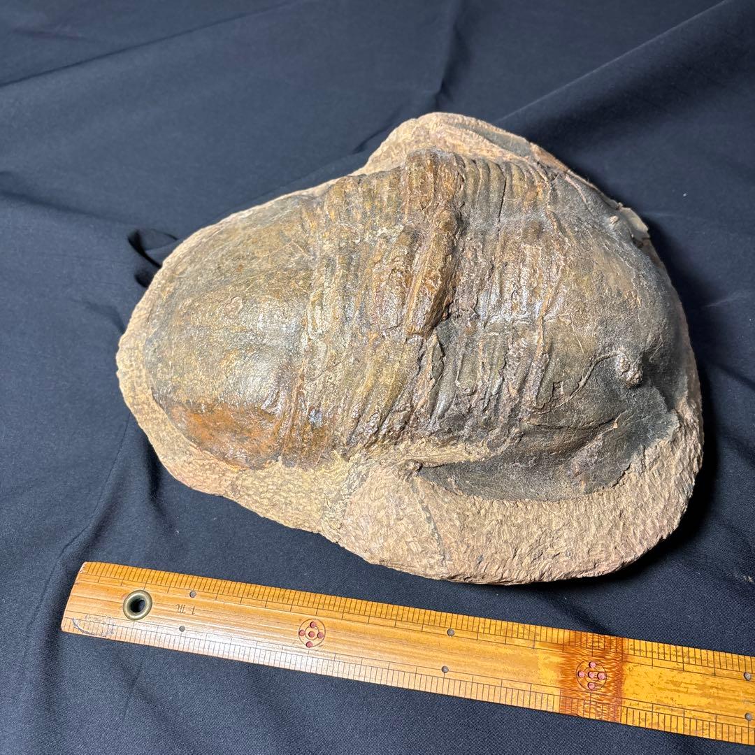三葉虫化石　大きい