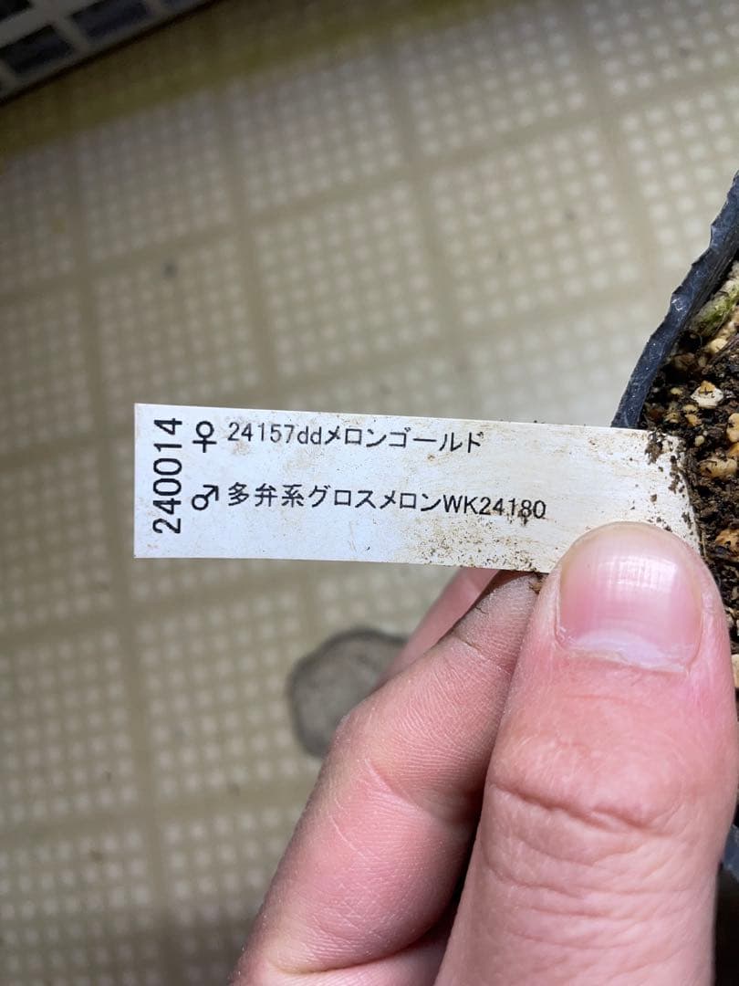 加藤農園 メロンゴールド クリスマスローズ