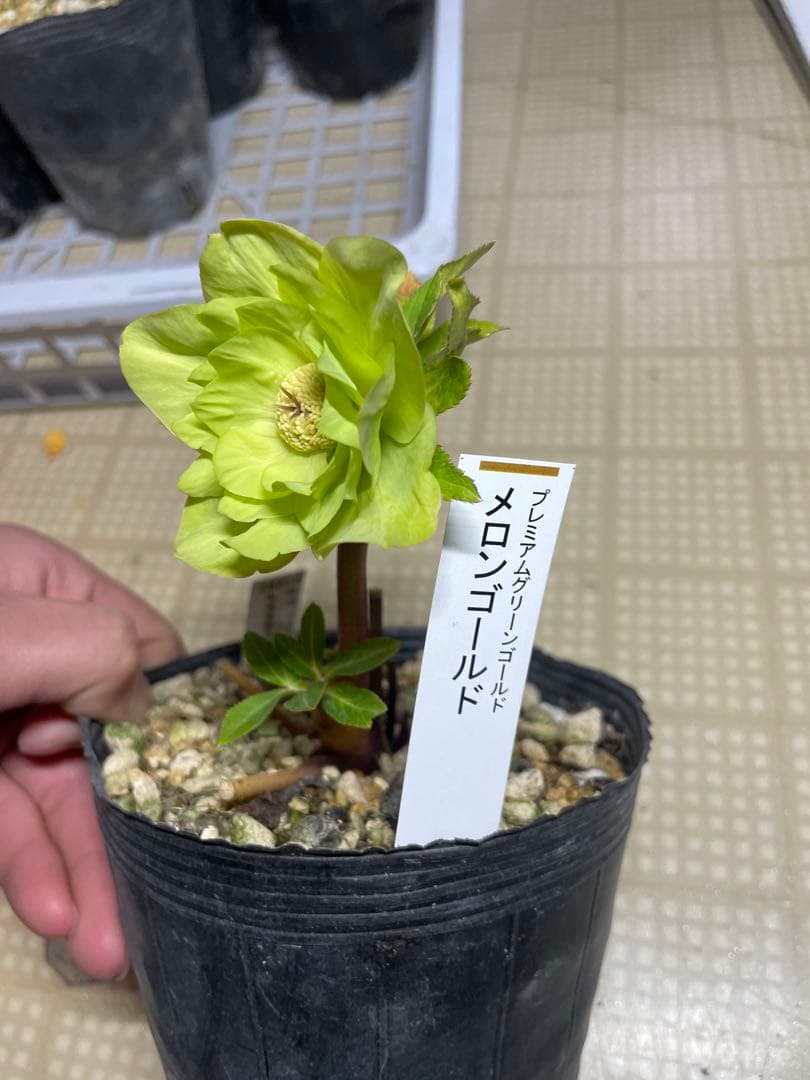 加藤農園 メロンゴールド クリスマスローズ