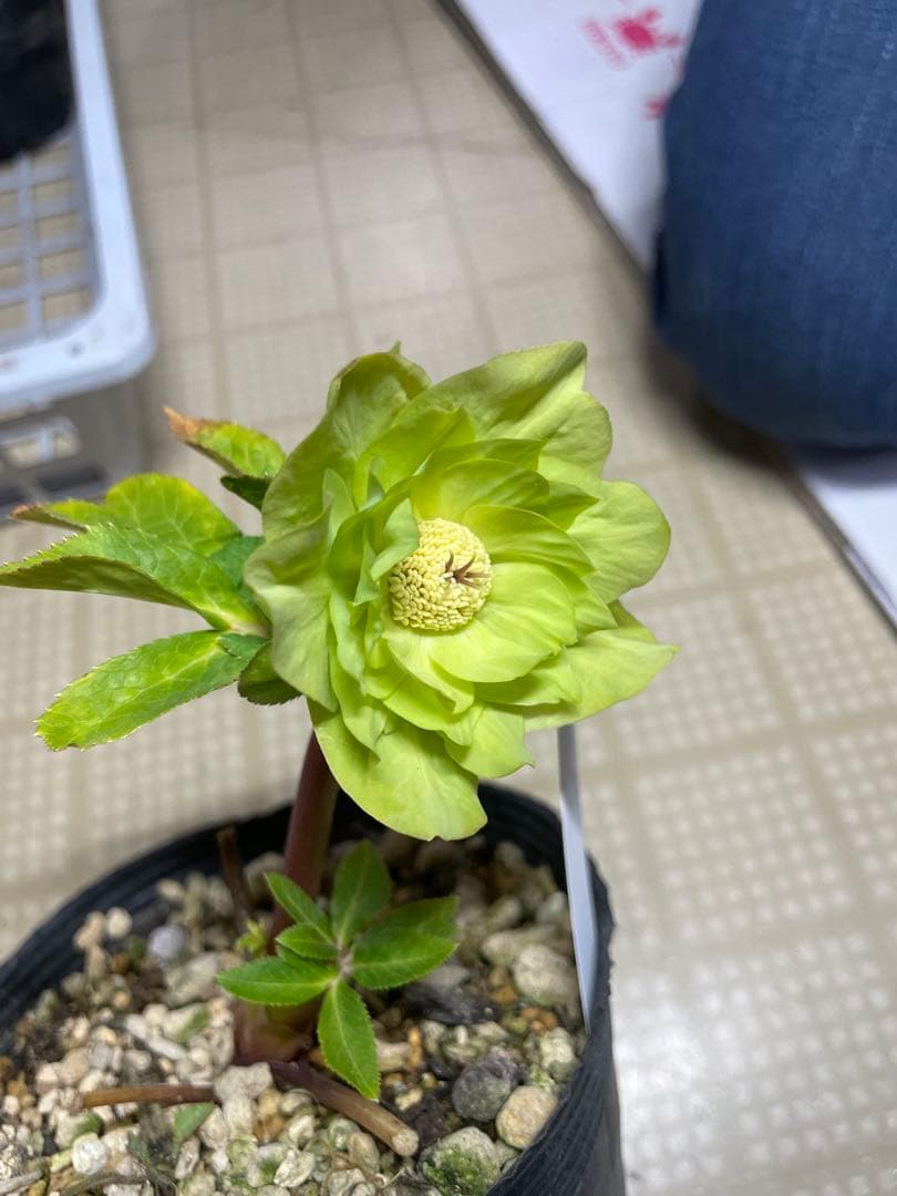 加藤農園 メロンゴールド クリスマスローズ