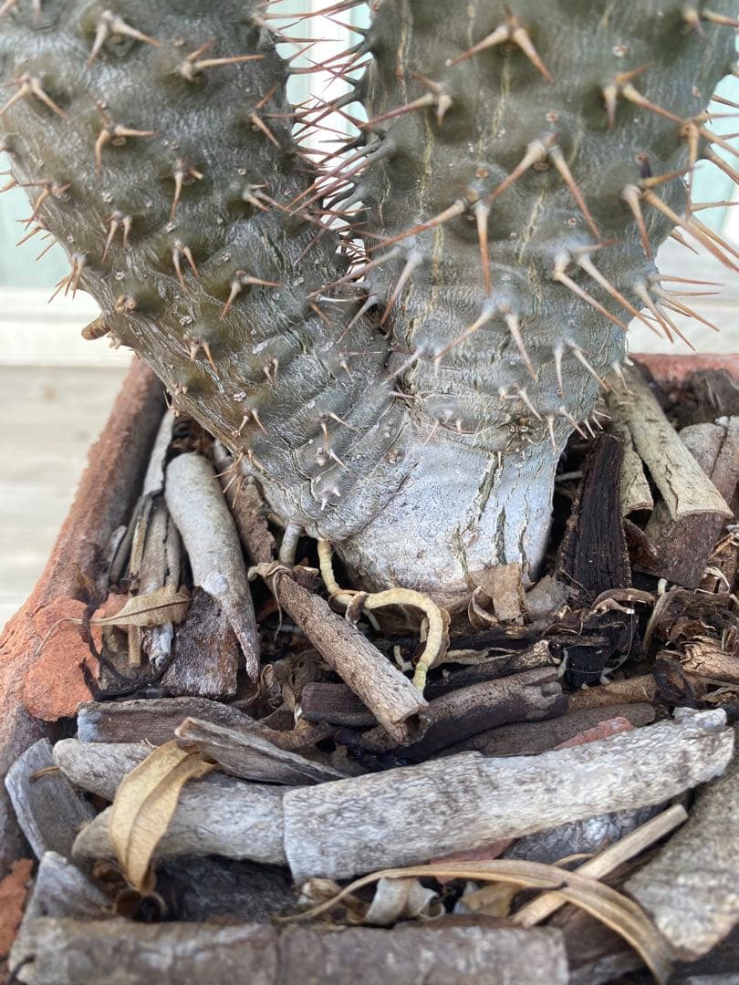 パキポディウム ラメレイ (ラメレー)120cm多肉植物 存在感あります！