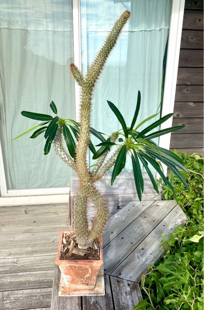 パキポディウム ラメレイ (ラメレー)120cm多肉植物 存在感あります！