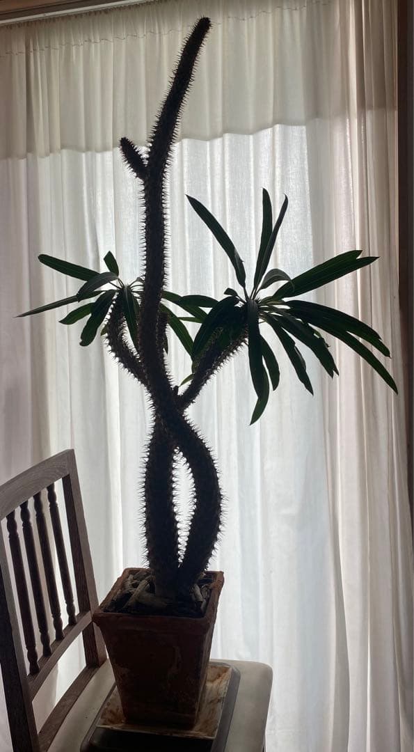 パキポディウム ラメレイ (ラメレー)120cm多肉植物 存在感あります！