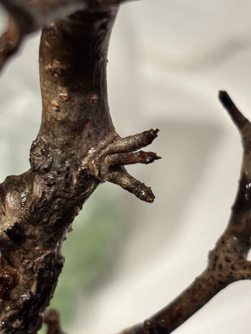 k*♡様 オペルクリカリアパキプス　発根管理中株