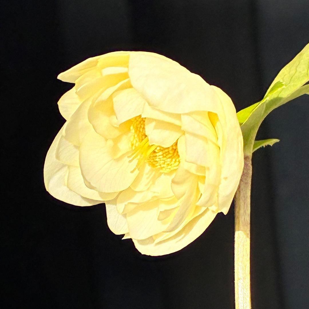 オ*ン様 3440☘️花、タグ付☘️かぐや姫⭐️爽やか強香⭐️コロコロ⭐️加藤農