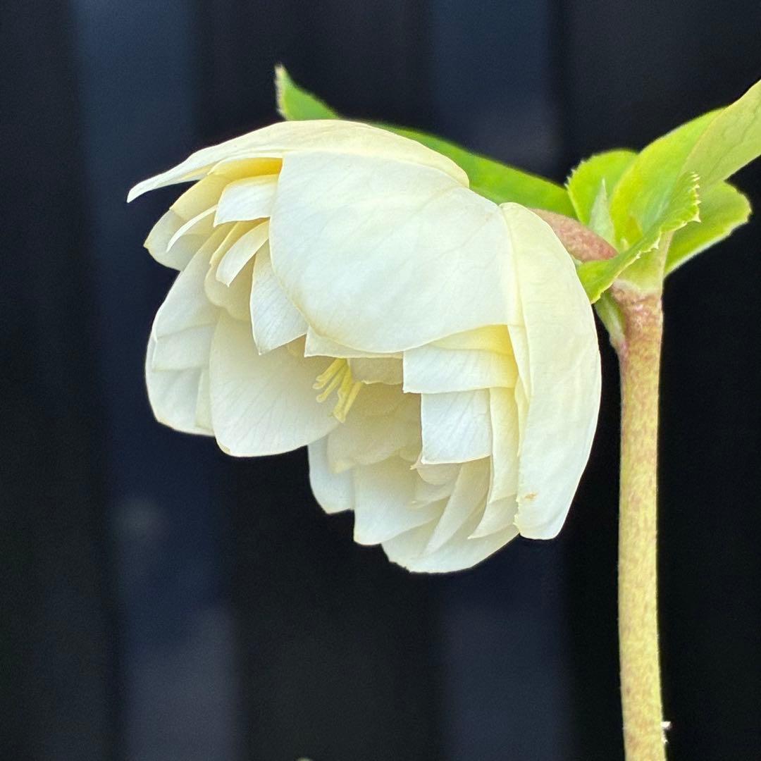 オ*ン様 3440☘️花、タグ付☘️かぐや姫⭐️爽やか強香⭐️コロコロ⭐️加藤農