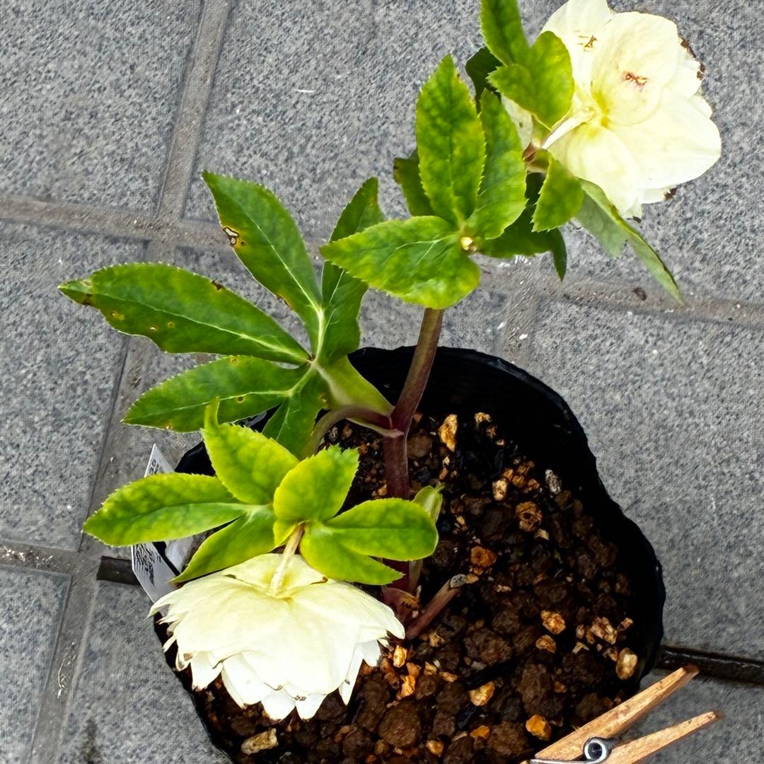 オ*ン様 3440☘️花、タグ付☘️かぐや姫⭐️爽やか強香⭐️コロコロ⭐️加藤農