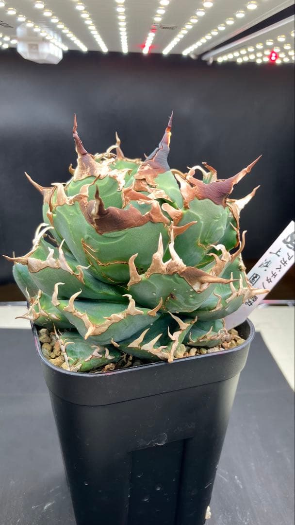 アガべチタノタ 魔丸【上澳園芸】子株付【ボール型・極太幅広短葉・極太鋸歯】