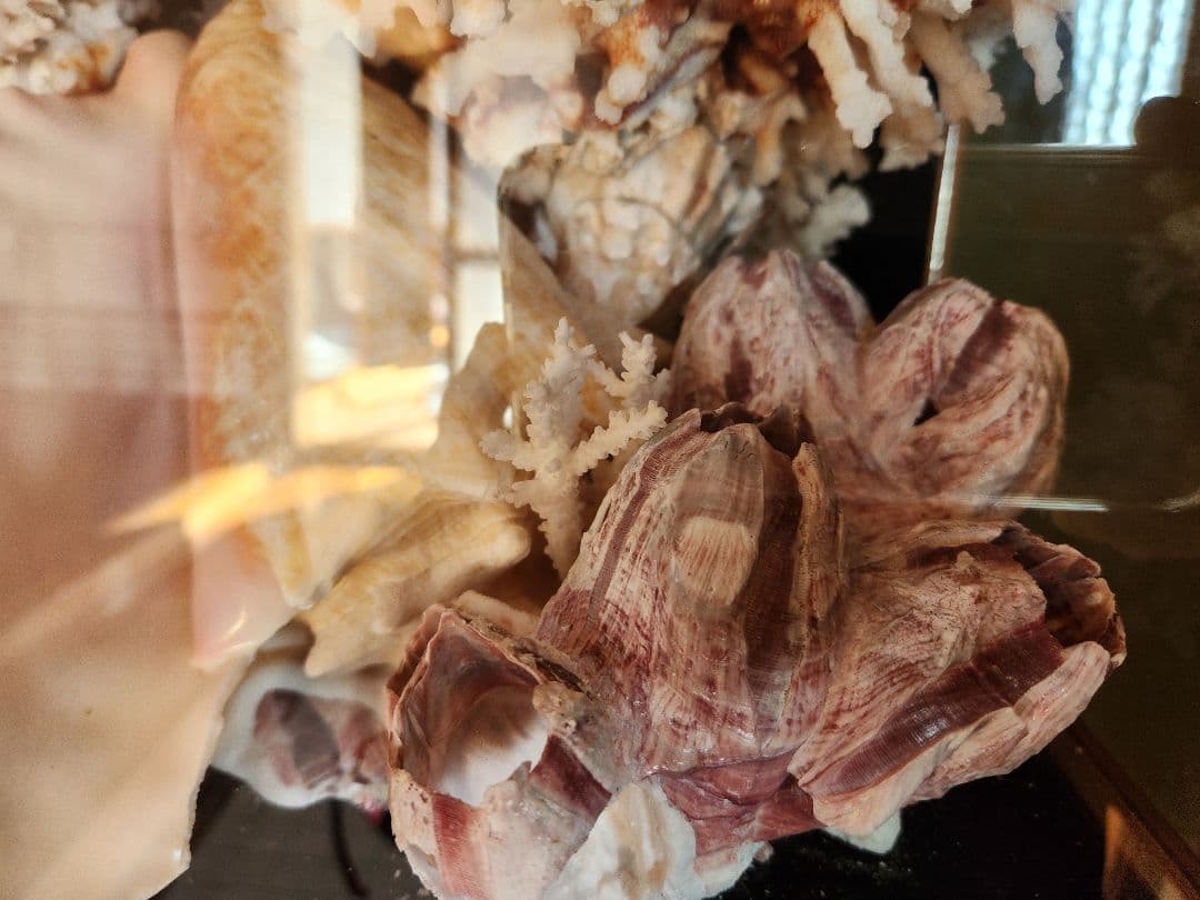 貝と珊瑚のオブジェ