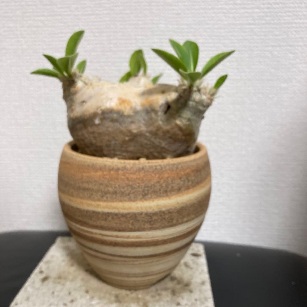 秋の値下げ❕パキポディウム　ブレビカウレ　恵比寿笑　鉢付き