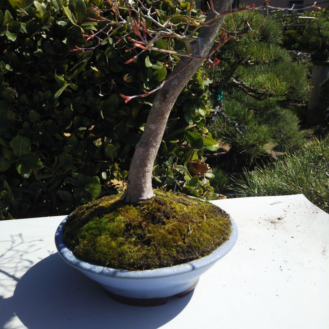 紅葉盆栽 鉢ごと発送 もみじ一鉢 実生25年 文人 盆栽 送料無料 BONSAI