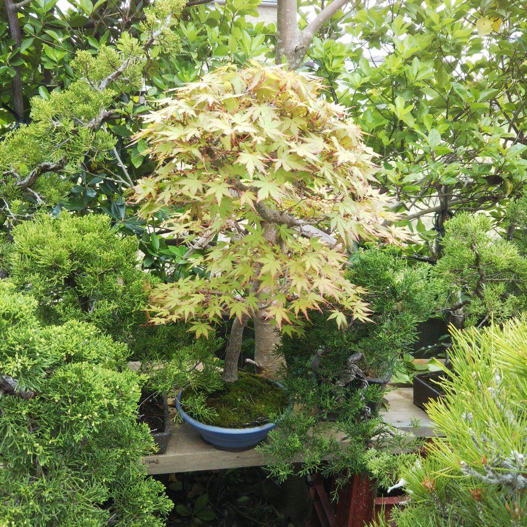 紅葉盆栽 鉢ごと発送 もみじ一鉢 実生25年 文人 盆栽 送料無料 BONSAI