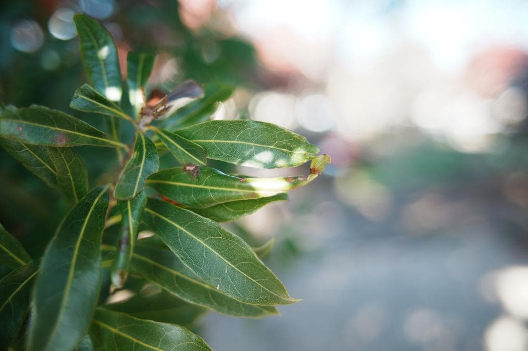 【寄れる大口径】Nikon Ai-s Nikkor 28mm F2 919