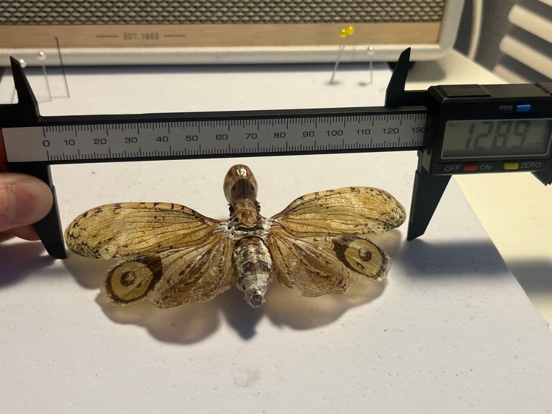 【65mm】オオテングビワハゴロモ 外国産蝶標本 標本 蝶 蛾 ヤママユ
