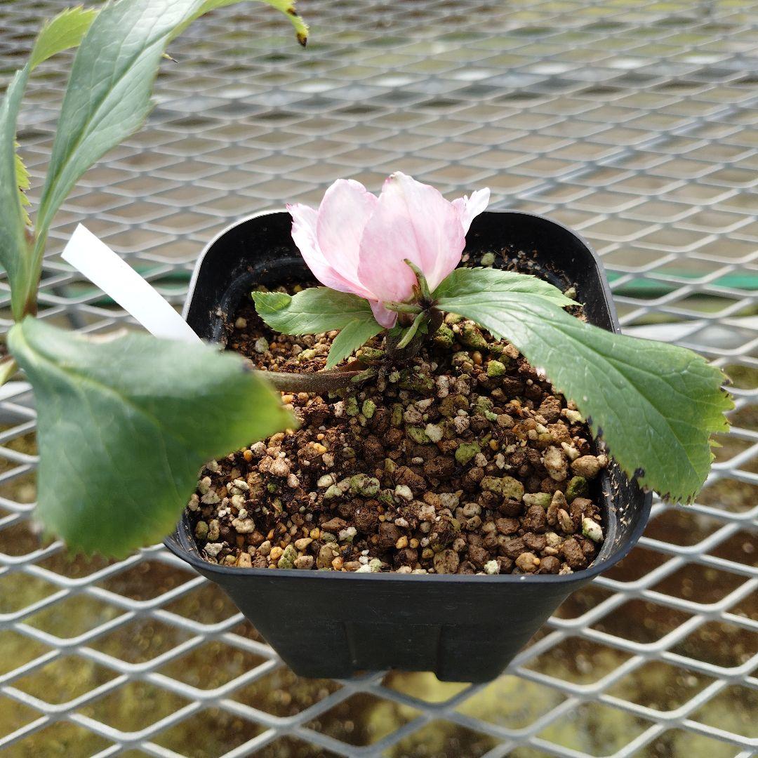 ま*い様 クリスマスローズ　チベタヌス交配