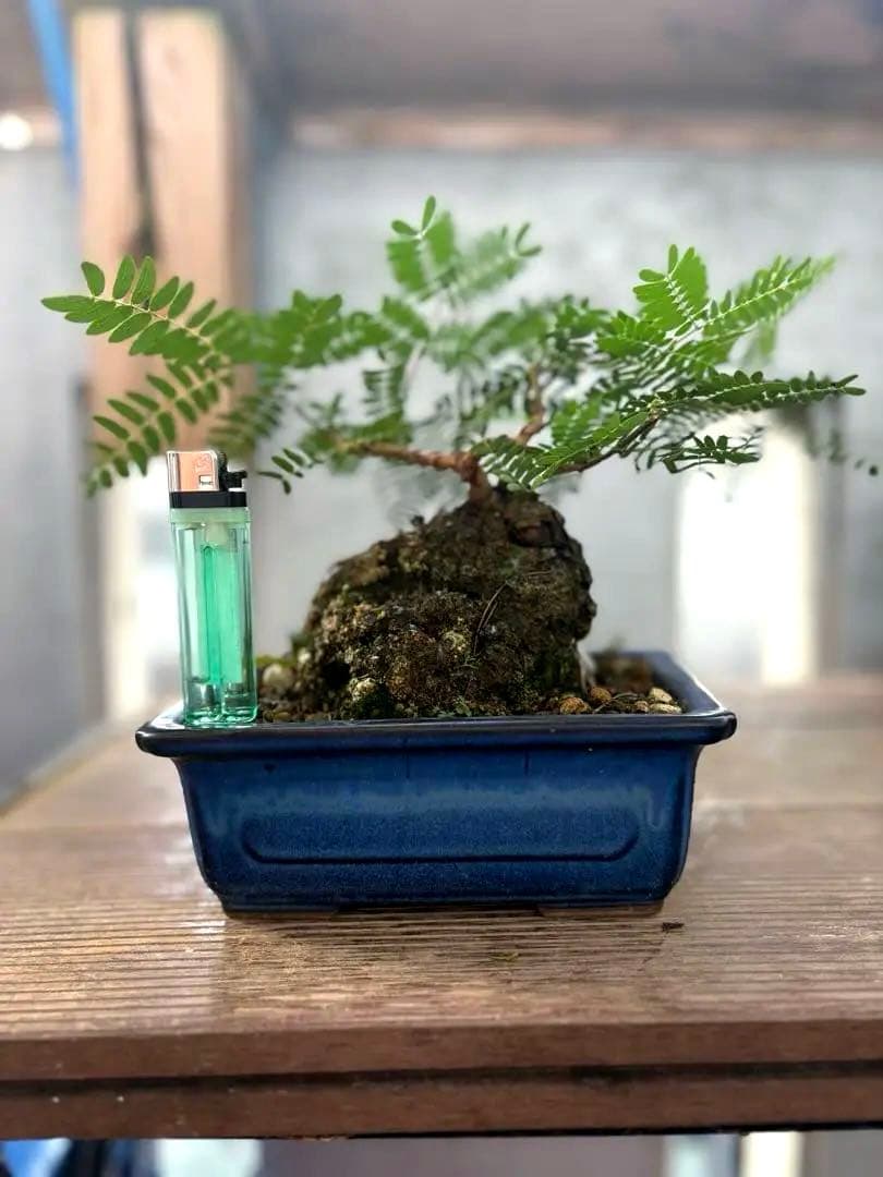 タカボーネムノキ　コーデックス　ゴツゴツ肌　レア　希少　塊根植物