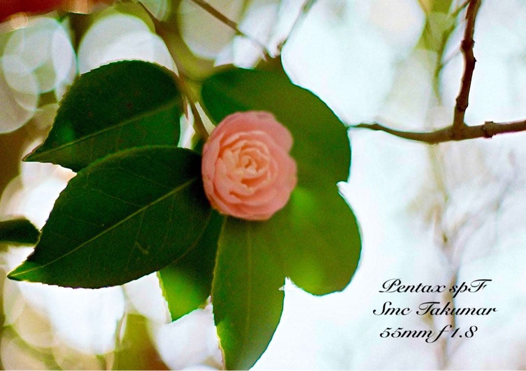 pentax spf フルセット★完動品＊美品＊初期保証付！★作例多数