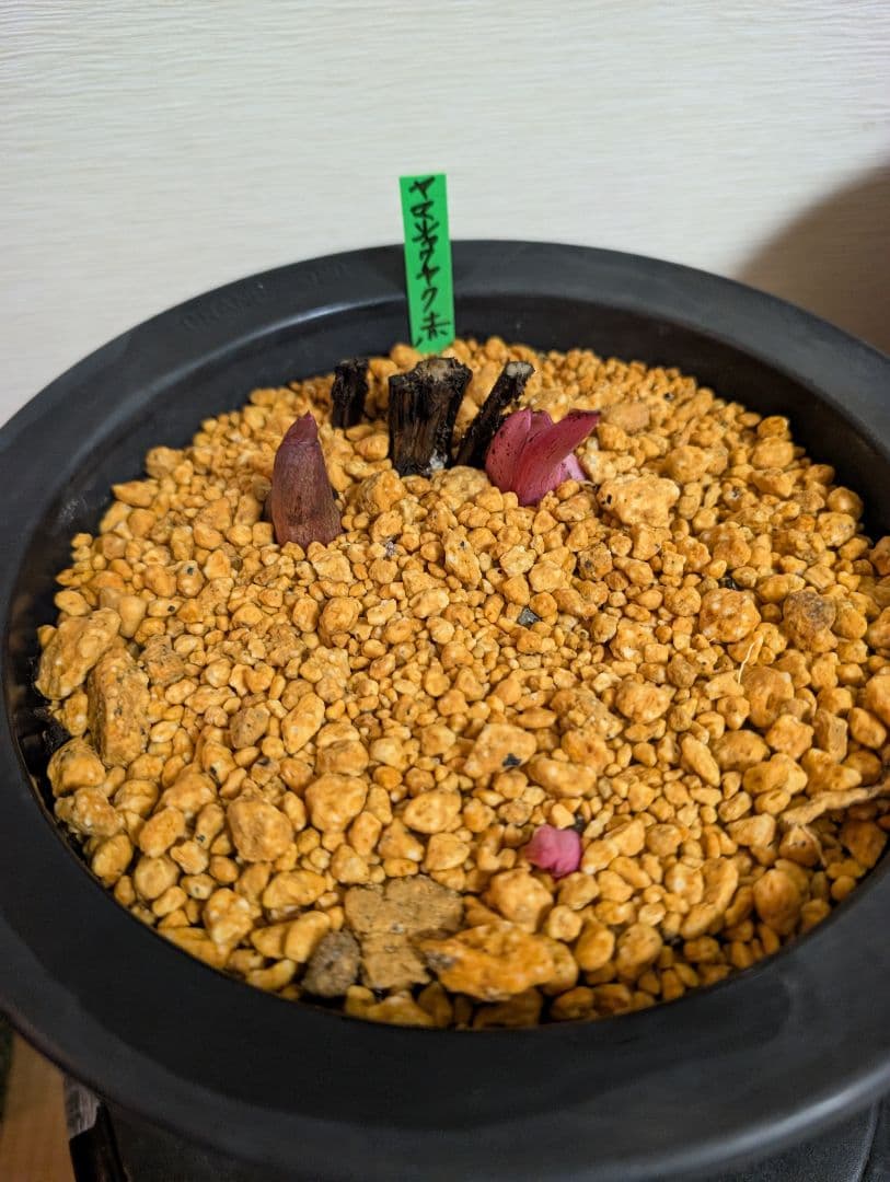 山芍薬赤花　北海道産