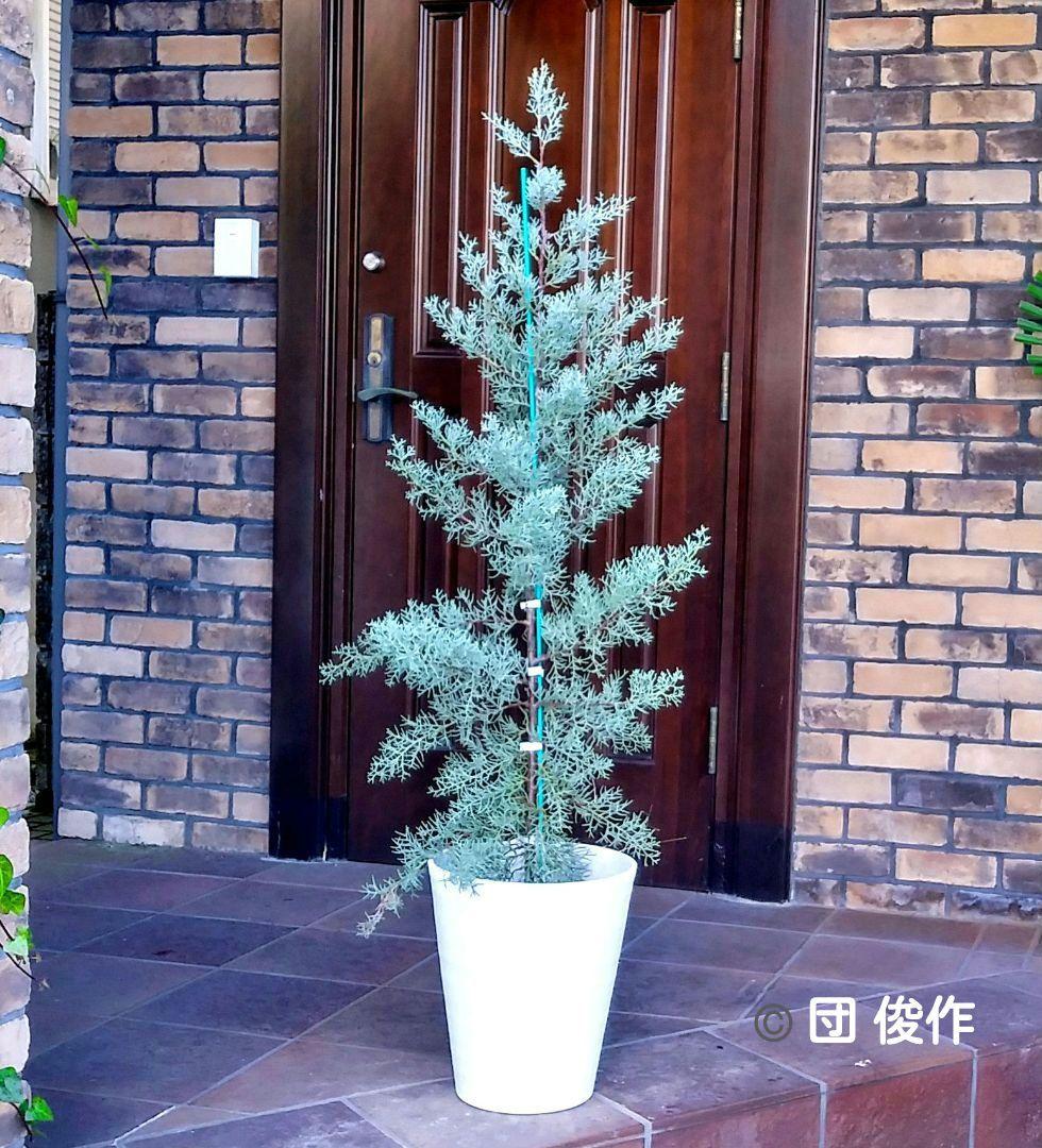 ブルーアイス 苗木 137cm❗8号 綺麗な葉色 シルバーブルー 鉢カバー付き