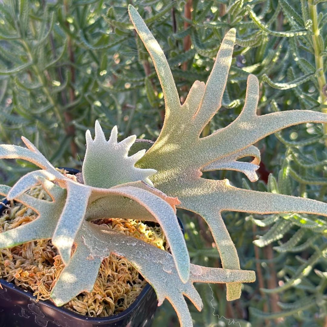 Yellow moon dwarf ’totoro’ sporeling 503