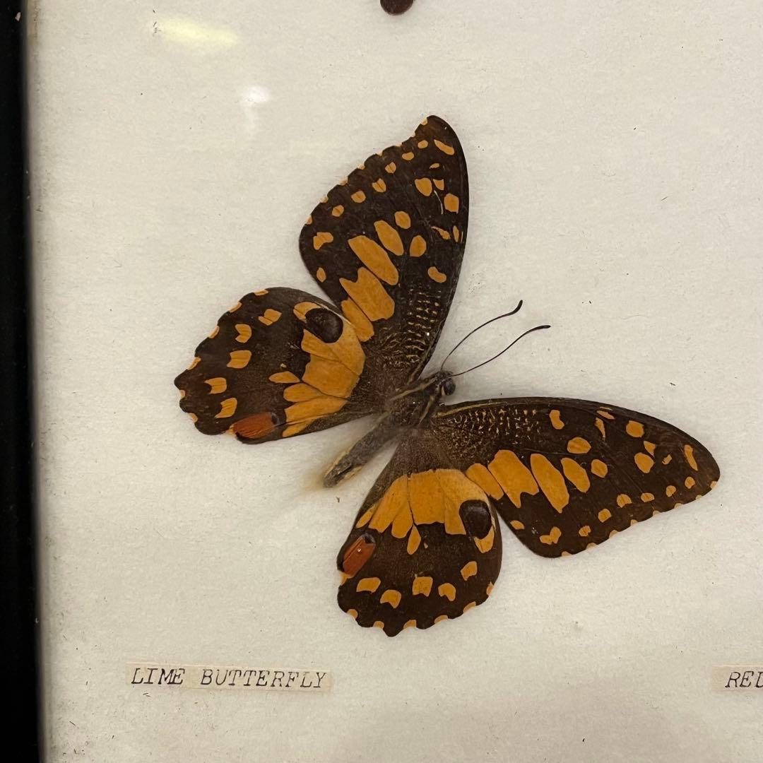 大型 昆虫標本 フレーム アトラス蛾 蝶標本 額装
