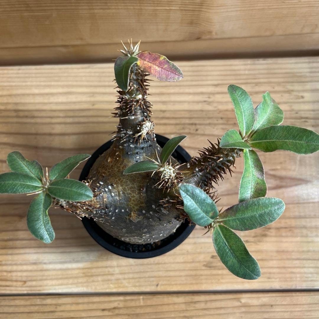 パキポディウム マカイエンセ現地球 発根済 塊根幅約7.2cm 現品鉢ごと発送