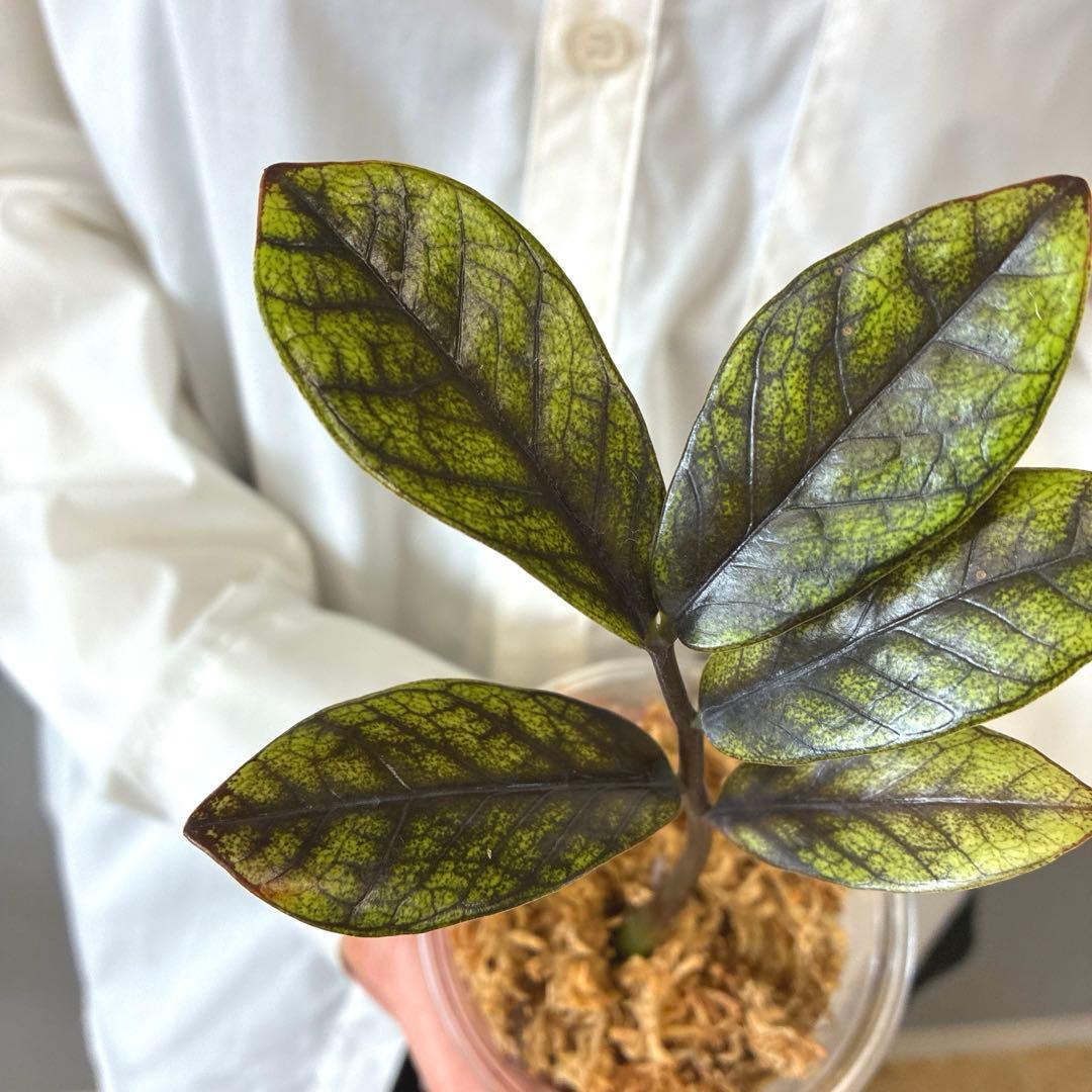 超希少❗️ザミオクルカス　ゴールデンミューテーション✨