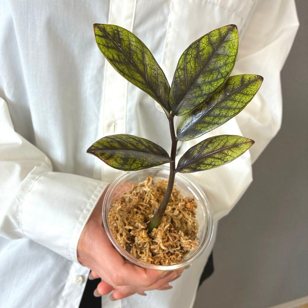 超希少❗️ザミオクルカス　ゴールデンミューテーション✨