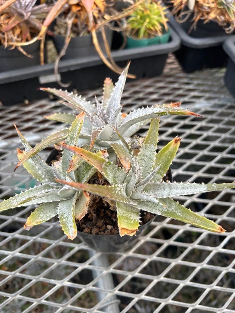 DBディッキア Dyckia Bill Baker hybrid #133 ⑴