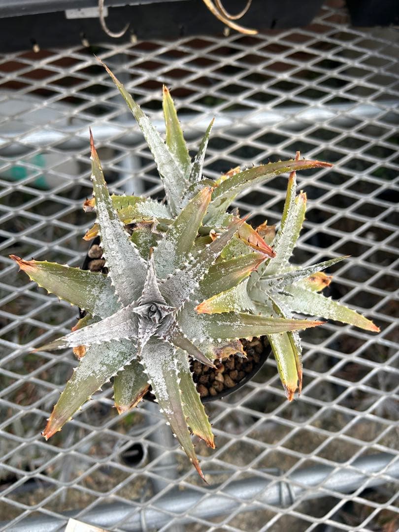 DBディッキア Dyckia Bill Baker hybrid #133 ⑴