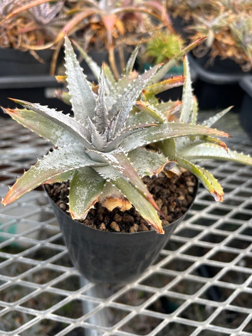 DBディッキア Dyckia Bill Baker hybrid #133 ⑴
