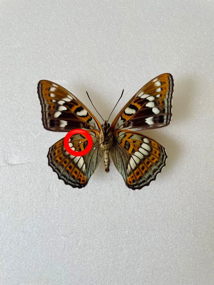 【黒化型G1】オオイチモンジ（オス、北海道産）