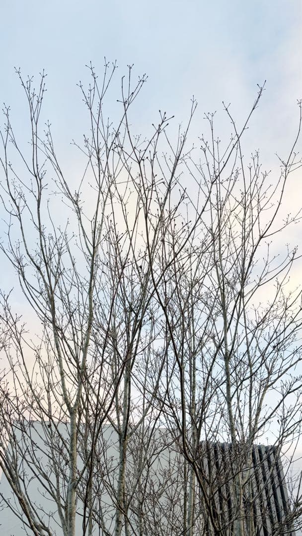 超特大。山採りヤマボウシ大株立ち4.5M(鉢底から※エリア限定自社配送商品